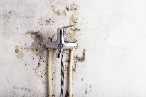 Best Office Mold Removal Services  in Huntland, TN