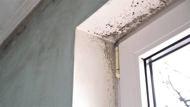 Best Mold Testing  in Huntland, TN
