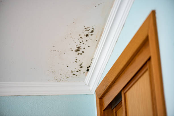 Mold Removal and Inspection in Huntland, TN