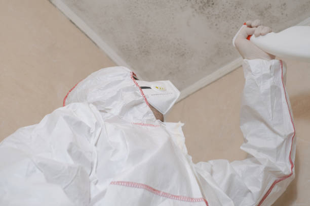 Best Toxic Mold Removal  in Huntland, TN