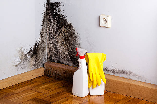Mold Removal Process in Huntland, TN