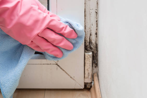 Best Mold Removal and Inspection  in Huntland, TN