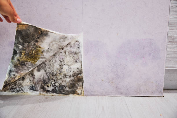 Best Mold Remediation Experts  in Huntland, TN